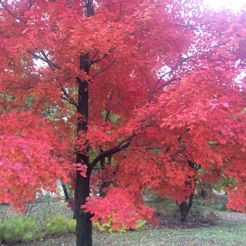 Acer rubrum Red Sunset (Porte)