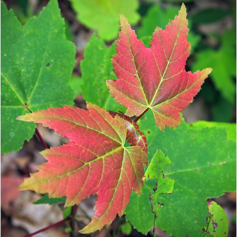 Acer rubrum Summer Red (Follaje)