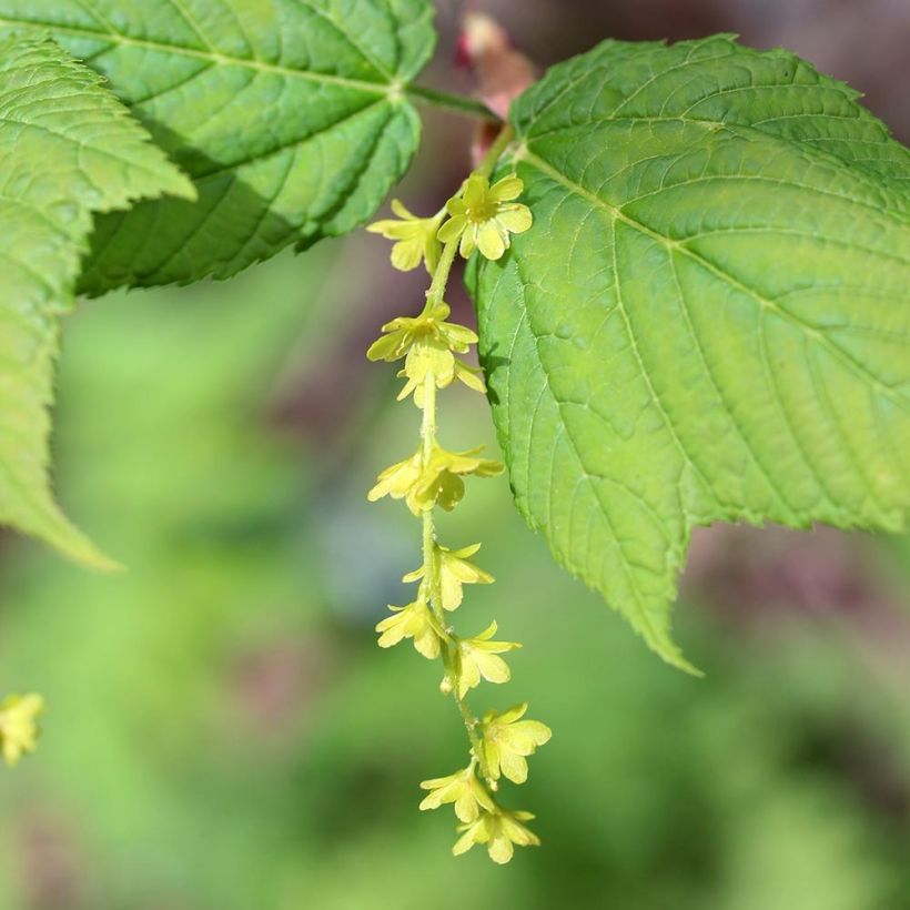 Acer rufinerve (Floración)