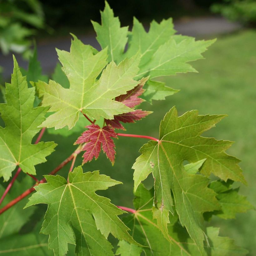 Acer saccharinum - Arce de azúcar (Follaje)