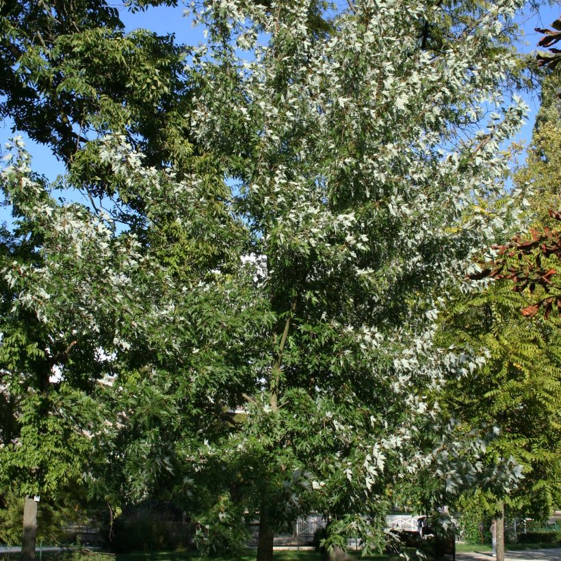 Acer saccharinum Laciniatum Wieri (Porte)