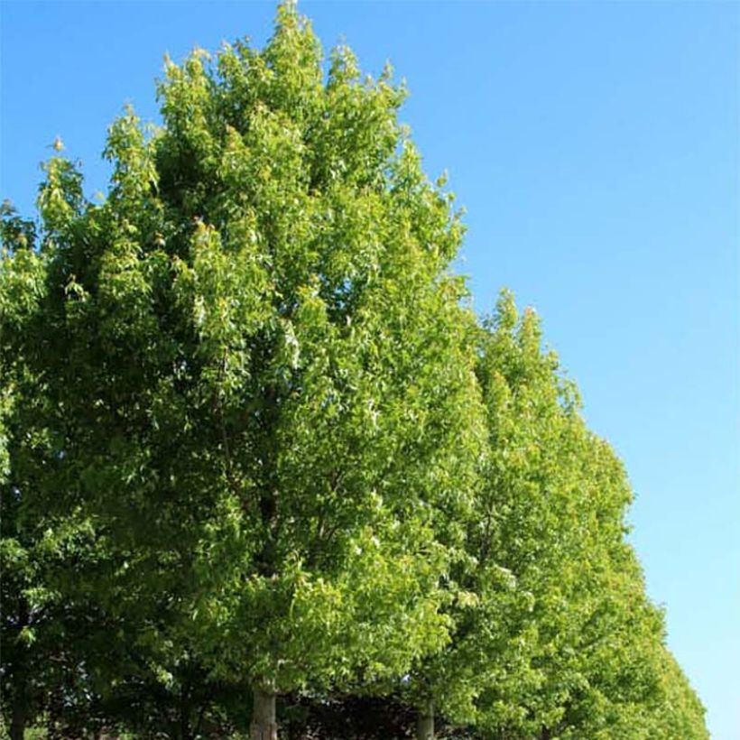 Acer saccharinum Pyramidale (Porte)