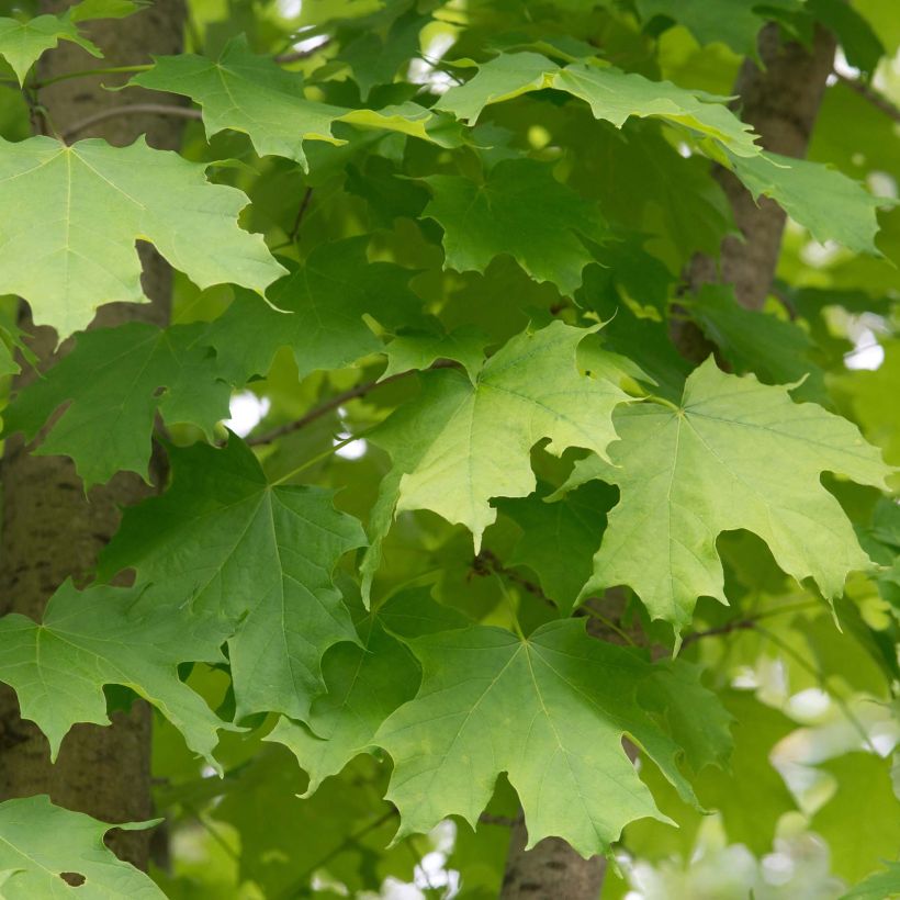 Acer saccharum - Arce azucarero (Follaje)