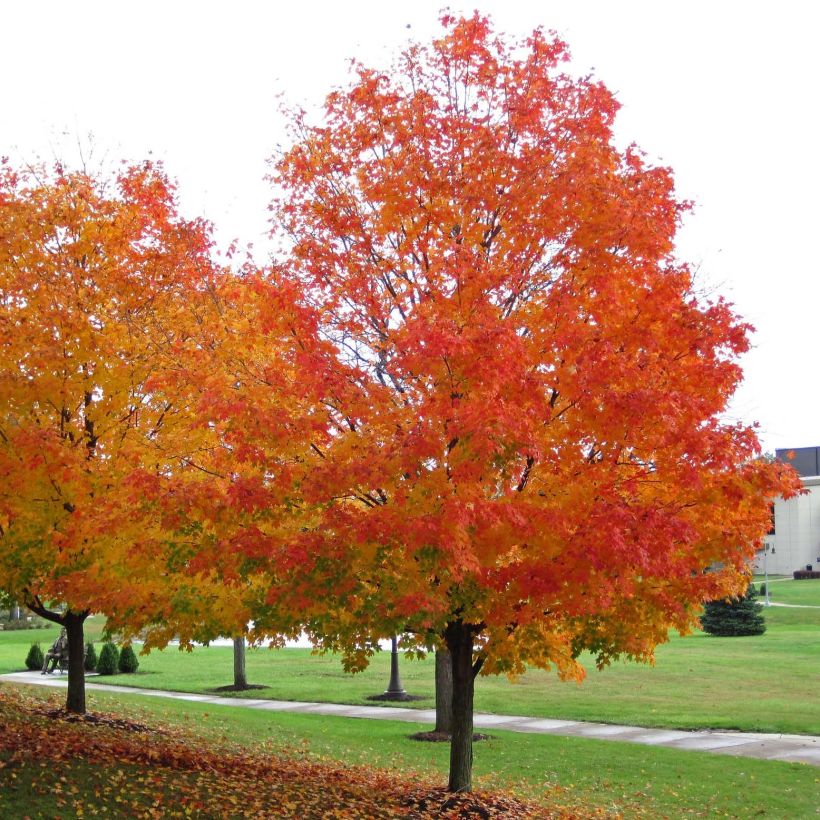 Acer saccharum - Arce azucarero (Porte)