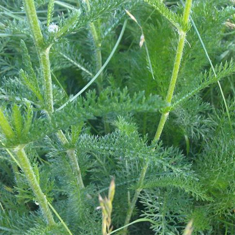 Achillea odorata - Artemisa real (Follaje)