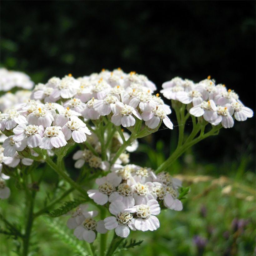 Achillea odorata - Artemisa real (Floración)