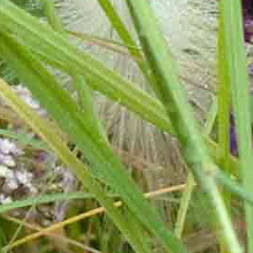 Milenrama Chamois - Achillea millefolium (Follaje)