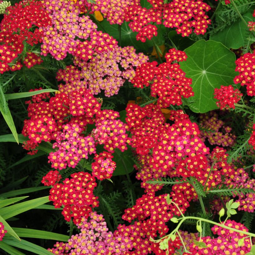 Milenrama Summer Pastel - Achillea millefolium (Floración)