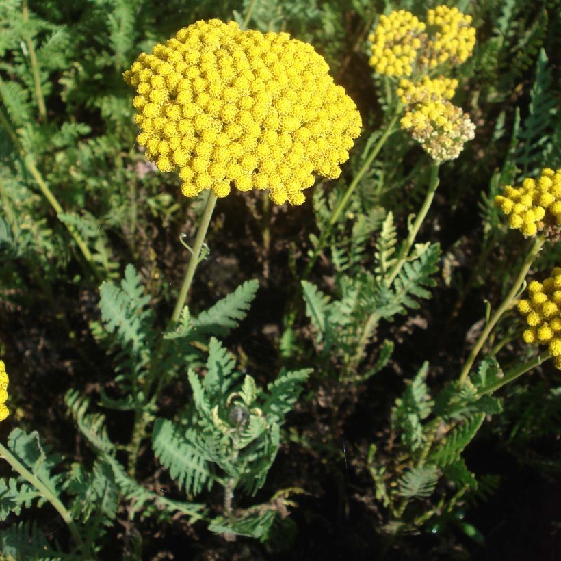 Achillea filipendulina Parker's Variety - Aquilea amarilla (Porte)