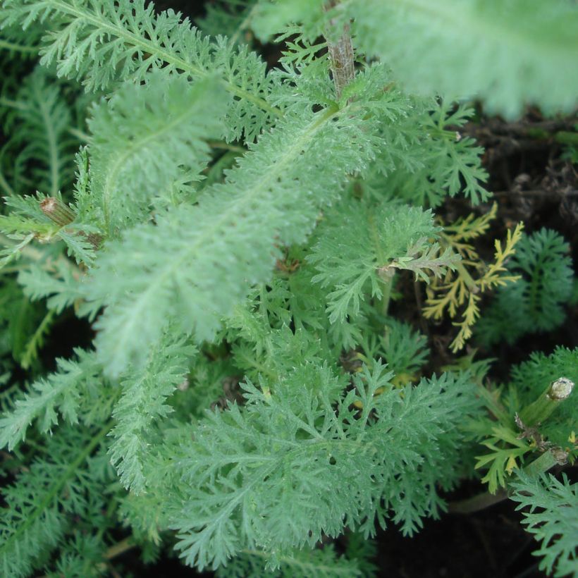 Milenrama Red Velvet - Achillea millefolium (Follaje)