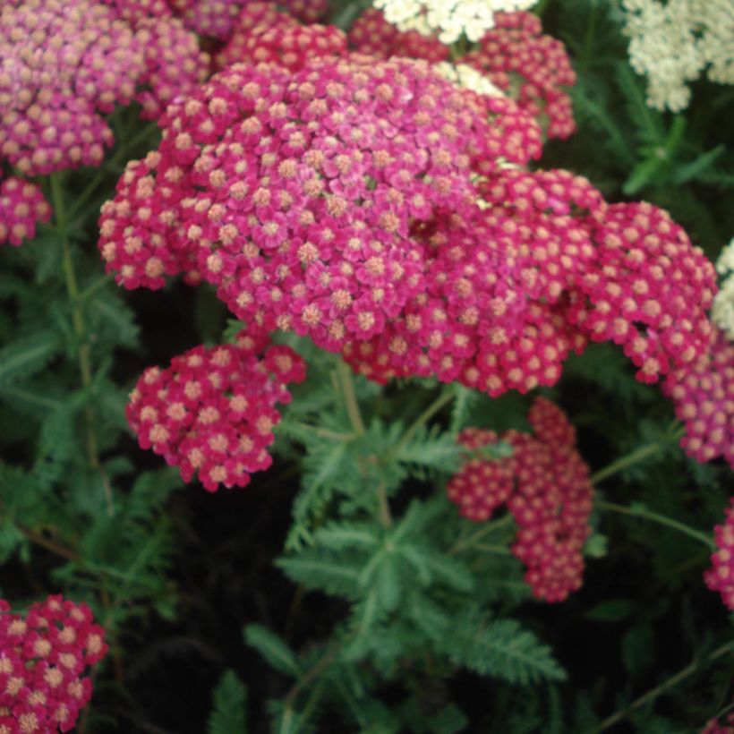 Milenrama Red Velvet - Achillea millefolium (Floración)