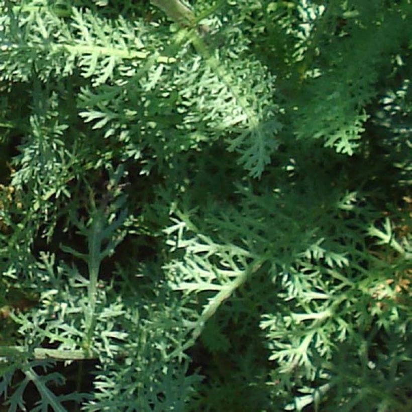 Milenrama Saucy Seduction - Achillea millefolium (Follaje)