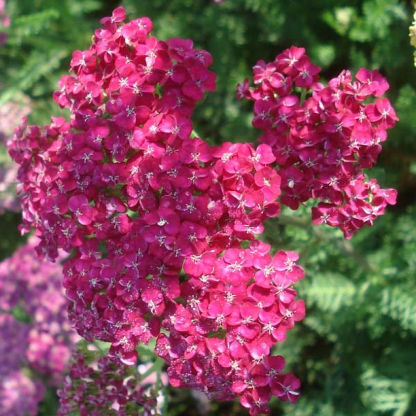 Milenrama Saucy Seduction - Achillea millefolium (Floración)