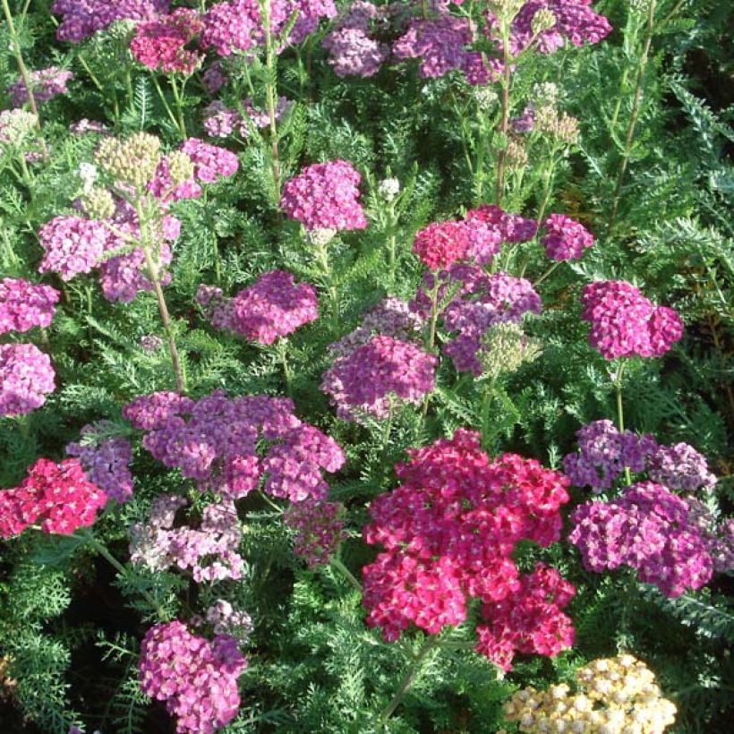 Milenrama Saucy Seduction - Achillea millefolium (Porte)