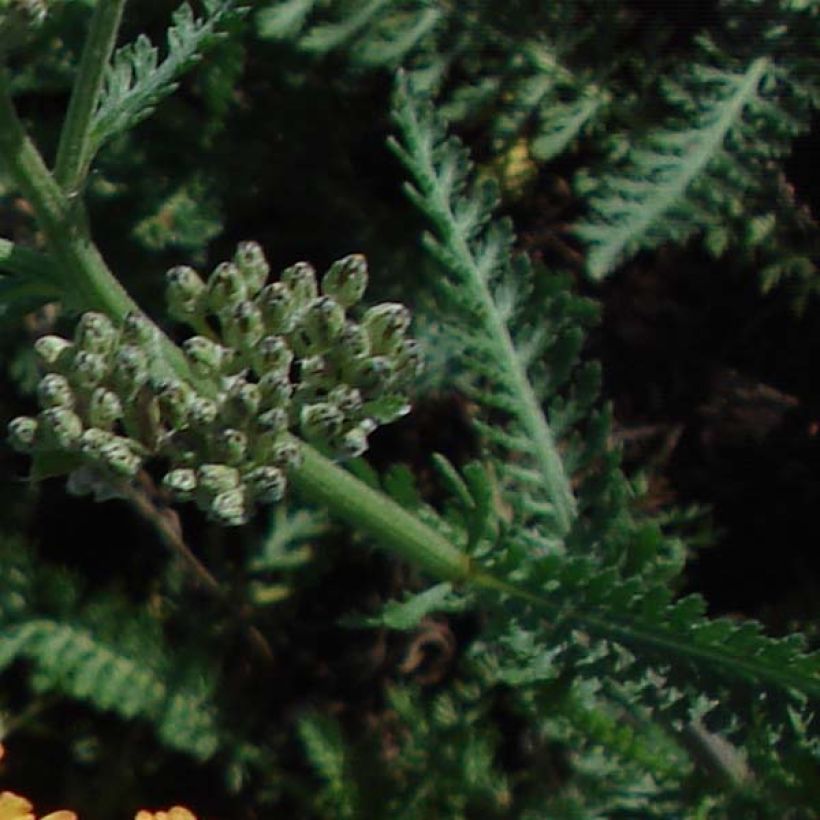 Milenrama Summerwine - Achillea millefolium (Follaje)