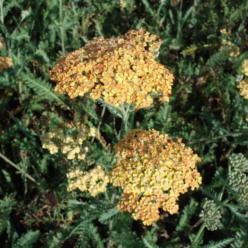 Milenrama Summerwine - Achillea millefolium (Porte)