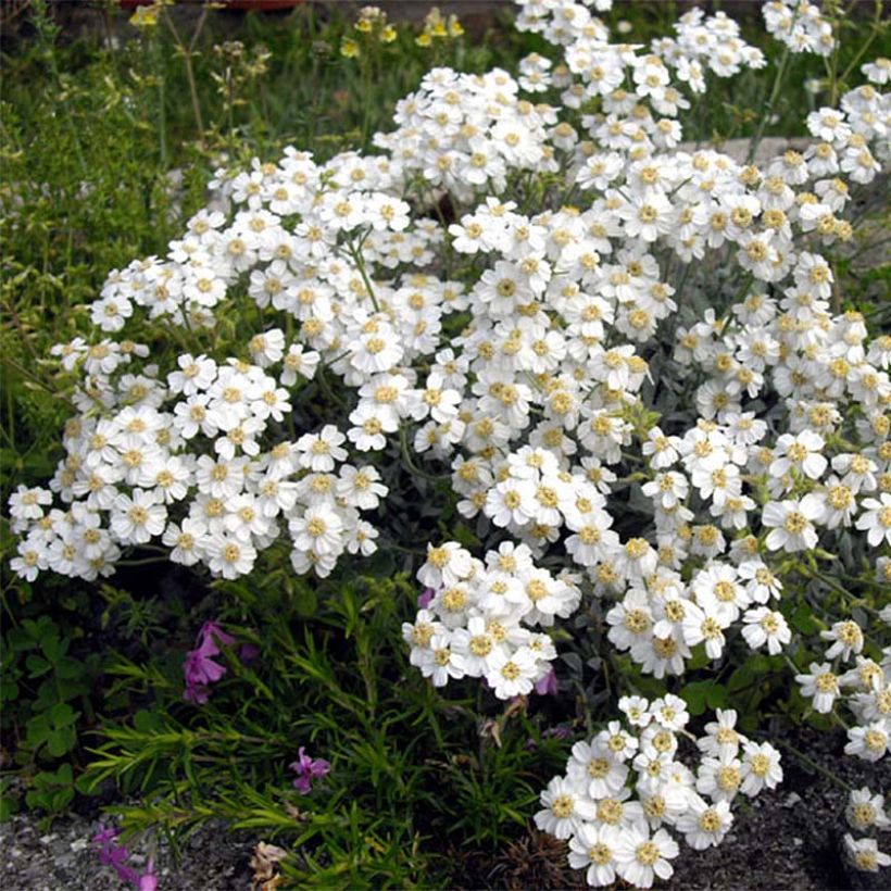 Achillea ageratifolia - Milenrama (Floración)