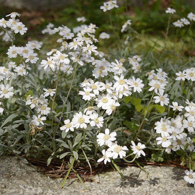 Achillea ageratifolia - Milenrama (Porte)