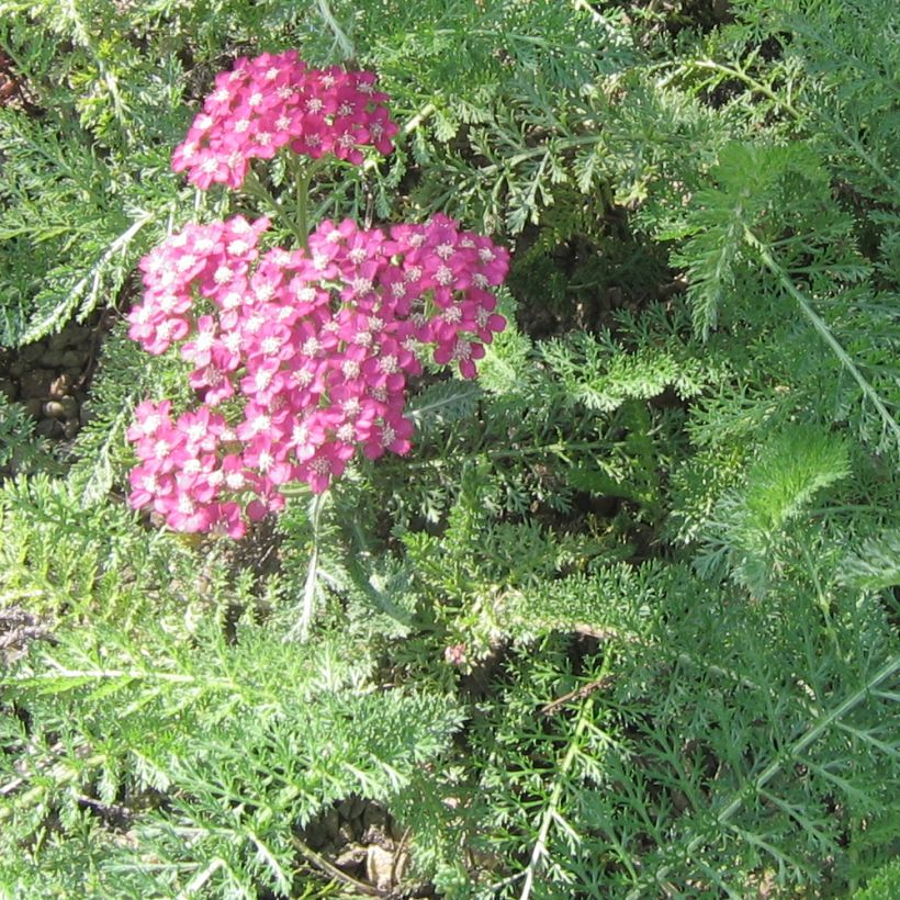 Achillea asplenifolia - Milenrama (Follaje)