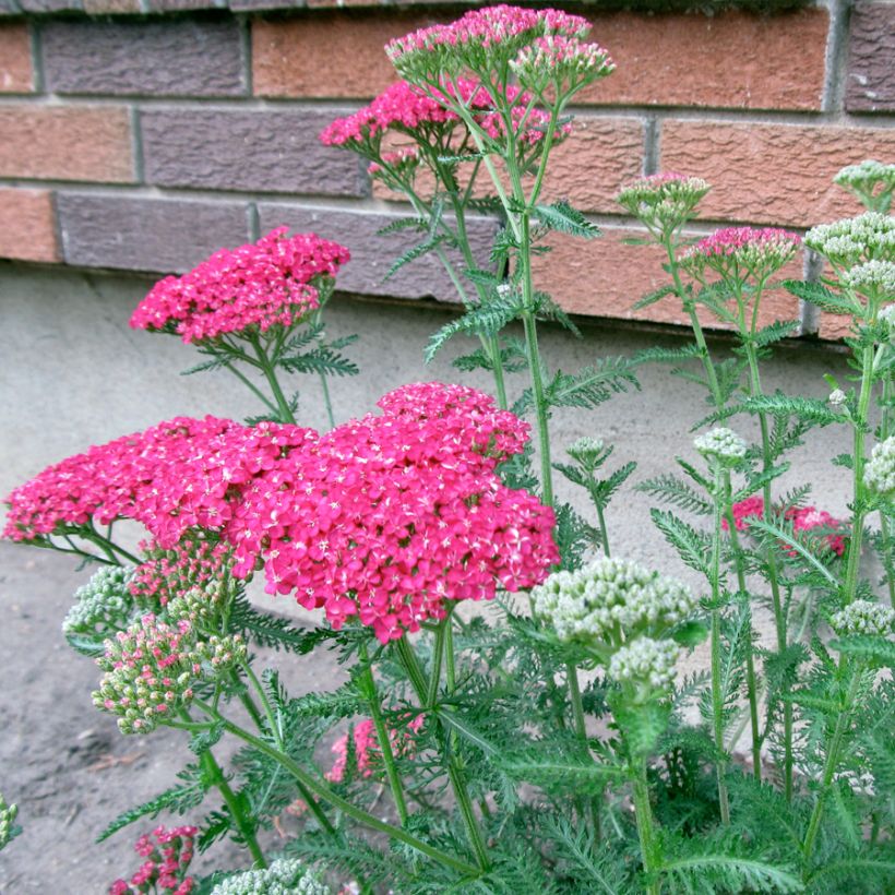 Achillea asplenifolia - Milenrama (Porte)