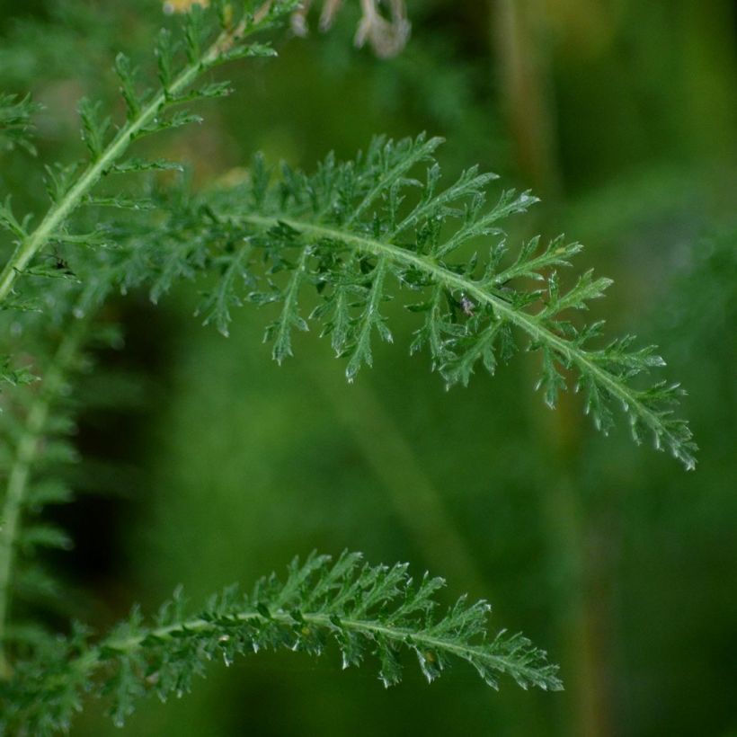 Achillea filipendulina Golden Plate - Aquilea amarilla (Follaje)