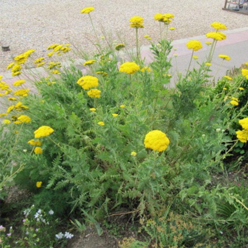 Achillea fillipendulina Cloth of Gold - Aquilea amarilla (Porte)