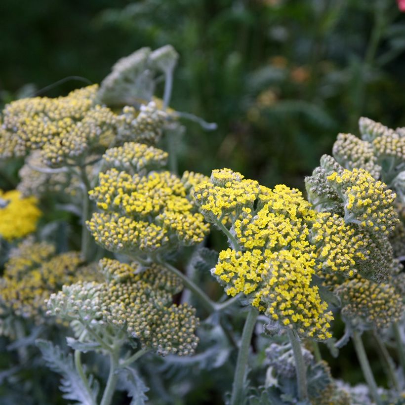 Achillea Little Moonshine - Milenrama (Floración)