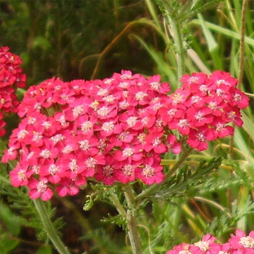 Milenrama Petra - Achillea millefolium (Floración)