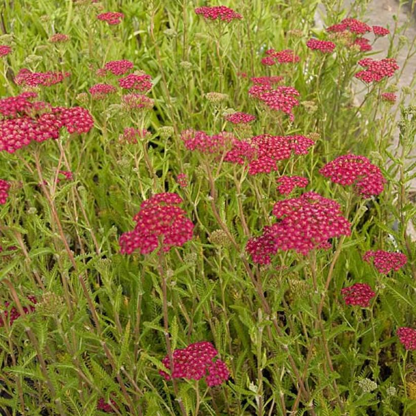 Milenrama Velours - Achillea millefolium (Porte)