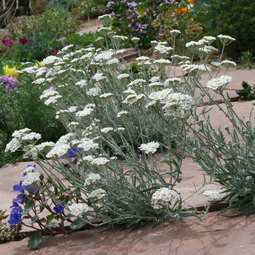 Achillea kellereri - Milenrama (Porte)