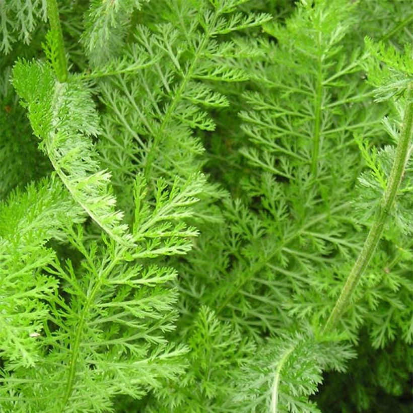 Milenrama Desert Eve Deep Rose - Achillea millefolium (Follaje)