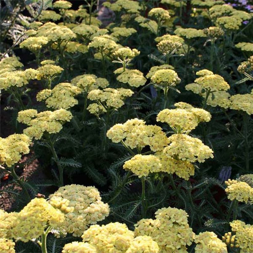 Milenrama Desert Eve Deep Yellow - Achillea millefolium (Floración)