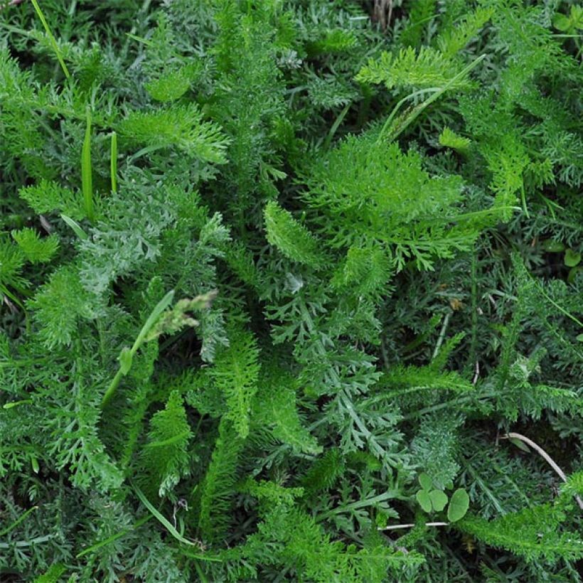 Milenrama Jacqueline - Achillea millefolium (Follaje)