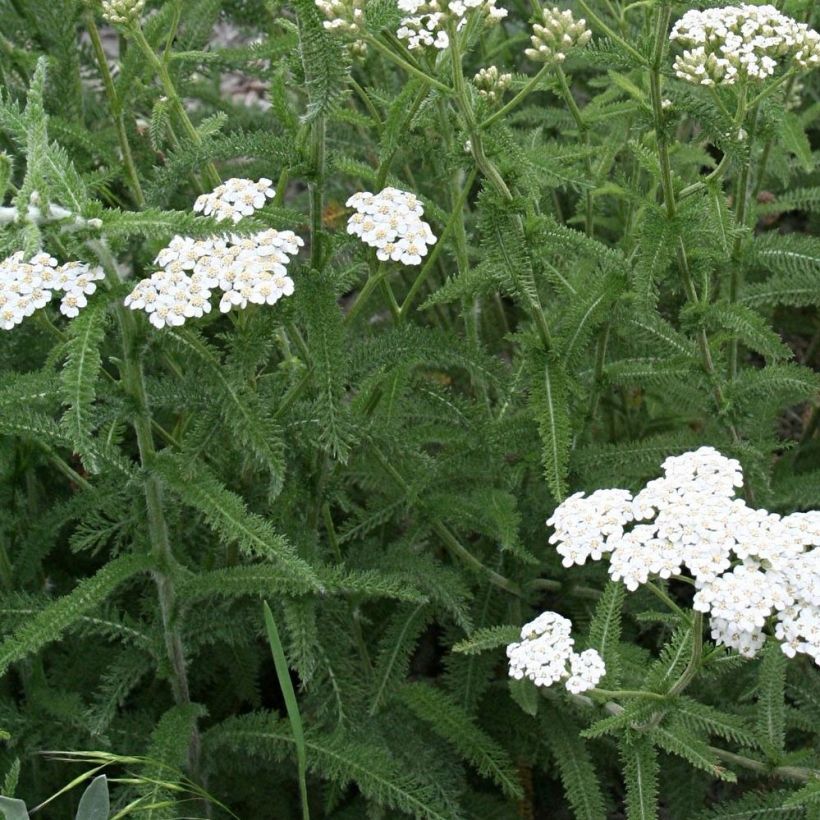 Milenrama Mondpagode - Achillea millefolium (Follaje)