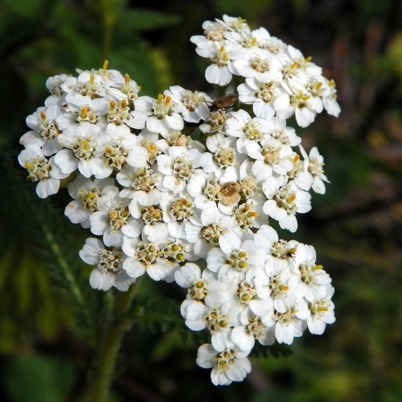 Milenrama Mondpagode - Achillea millefolium (Floración)