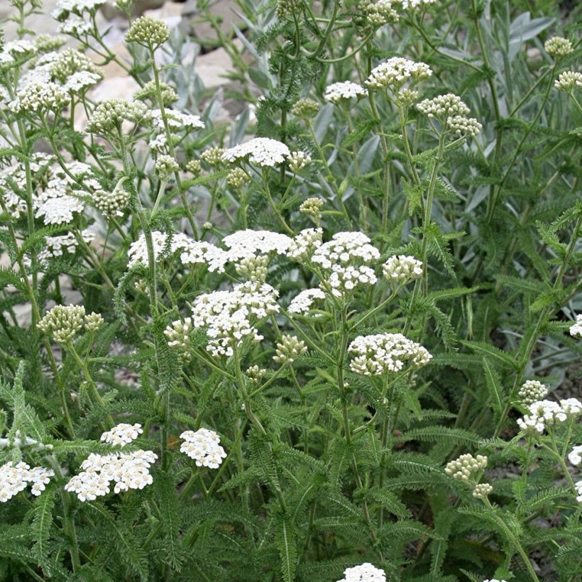 Milenrama Mondpagode - Achillea millefolium (Porte)