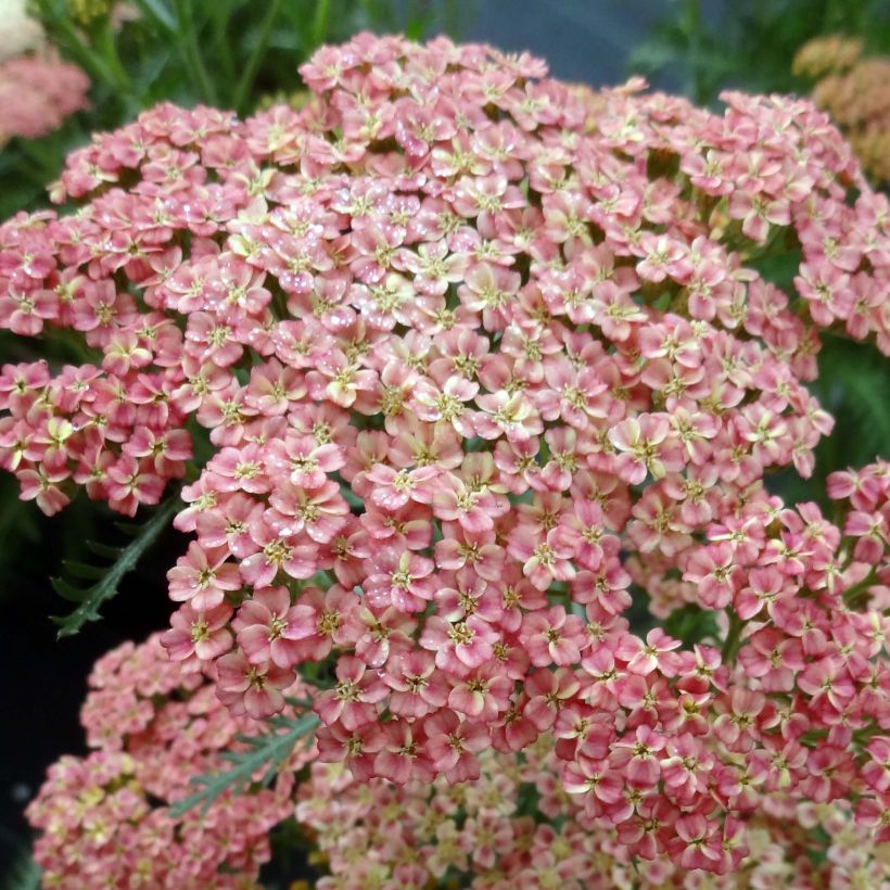 Milenrama Peachy Seduction - Achillea millefolium (Floración)