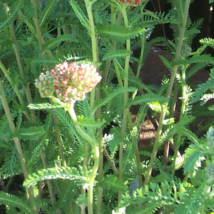 Milenrama The Beacon - Achillea millefolium (Follaje)