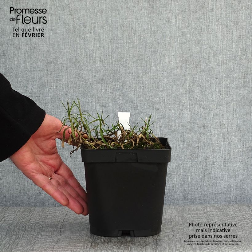 Achillea ptarmica Boule de Neige - Bouton d'argent Pot de 2L/3L Ejemplar entregado en invierno