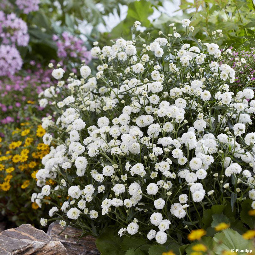 Achillea ptarmica Diadem (Porte)