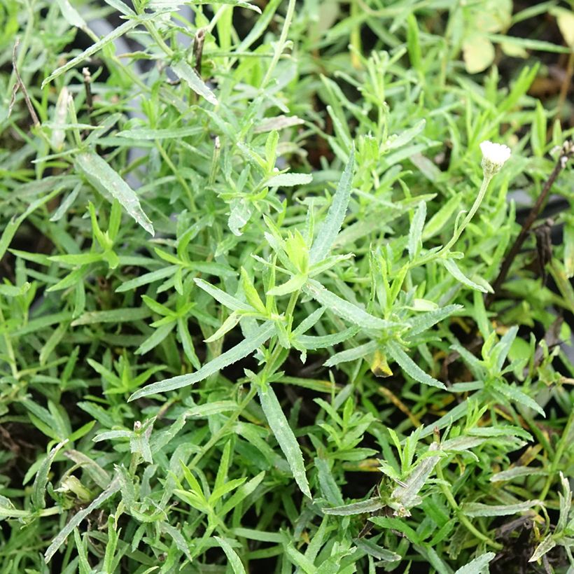 Achillea ptarmica Diadem (Follaje)