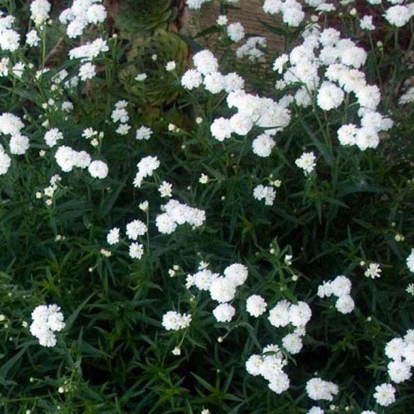 Achillea ptarmica Perry s White (Porte)