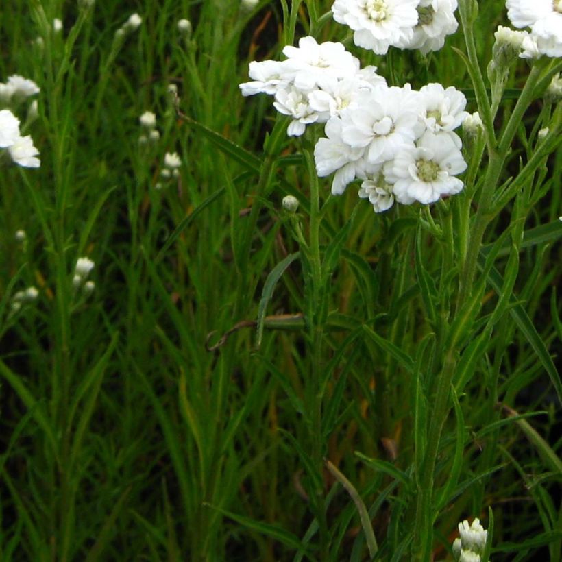 Achillea ptarmica Weihenstephan (Follaje)