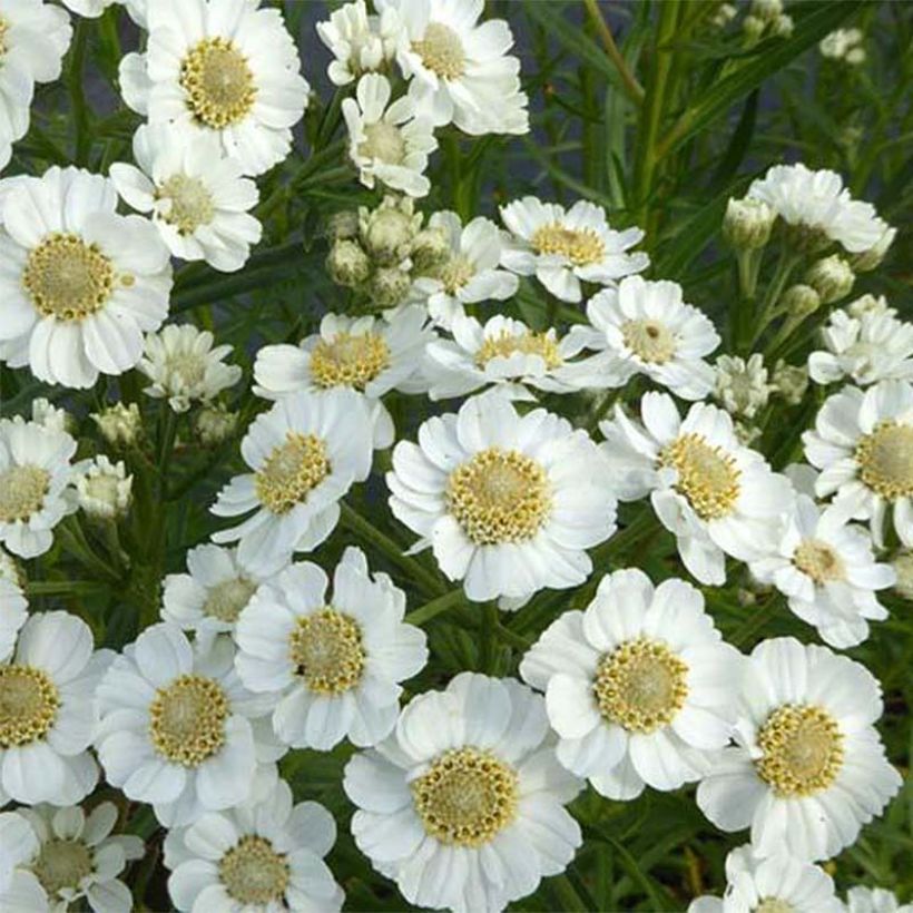 Achillea ptarmica Xana (Floración)