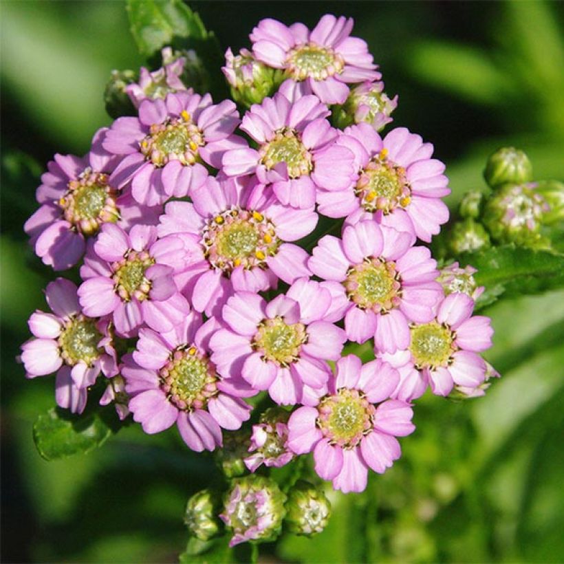 Achillea sibirica var. camtschatica Love Parade (Floración)