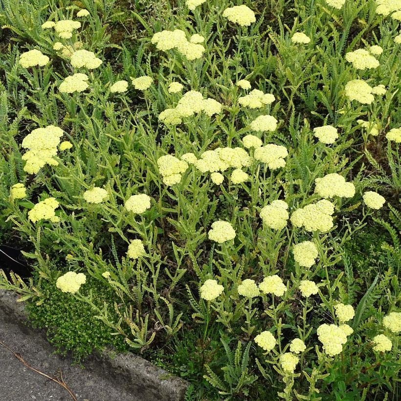 Achillea taygetea - Milenrama (Porte)