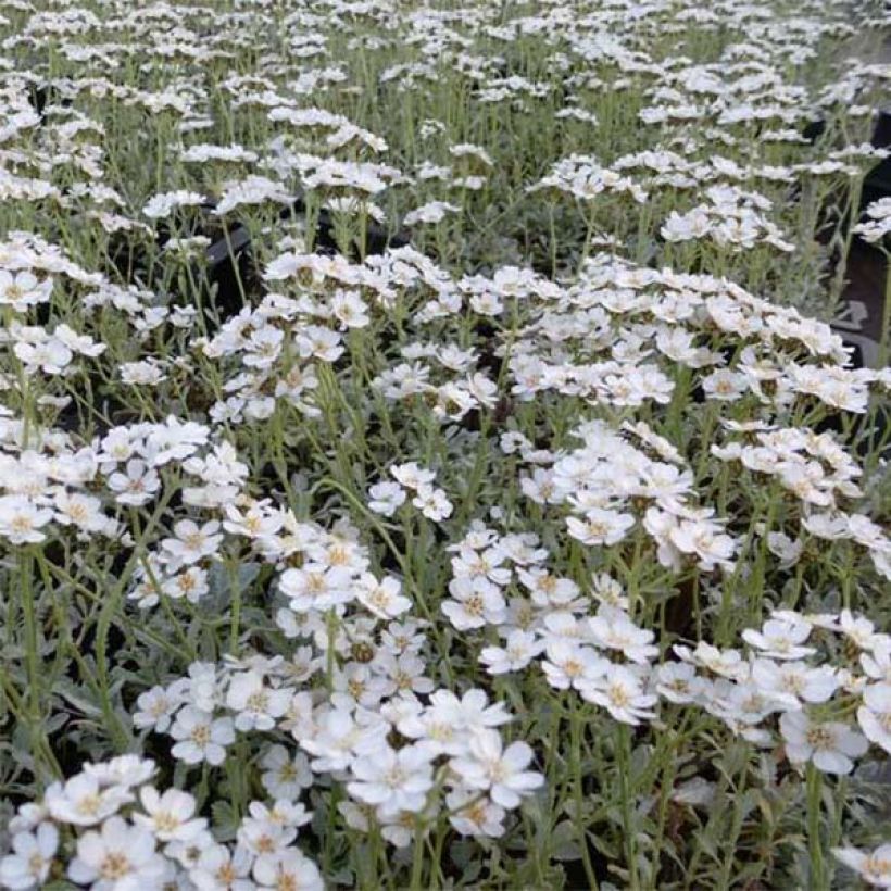 Achillea umbellata - Milenrama (Floración)