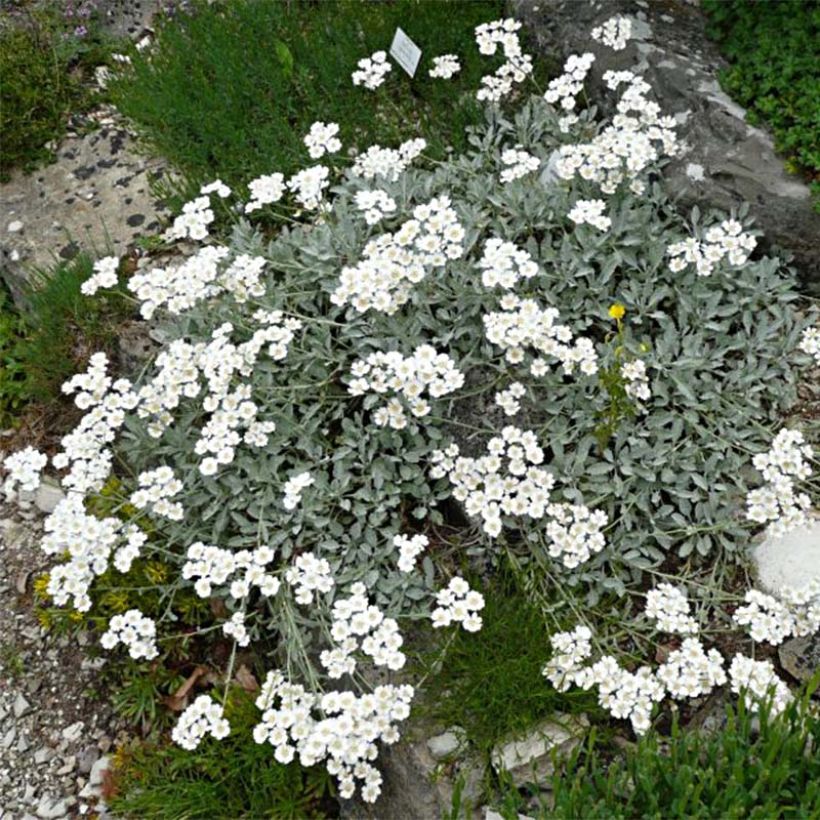 Achillea umbellata - Milenrama (Porte)