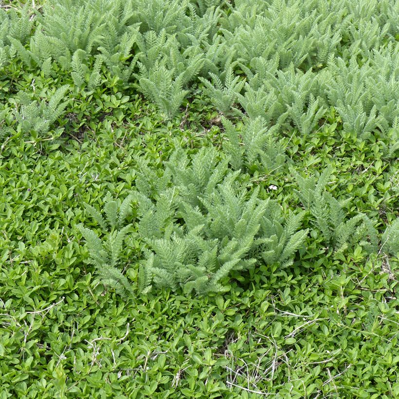 Achillea crithmifolia - Milenrama (Porte)