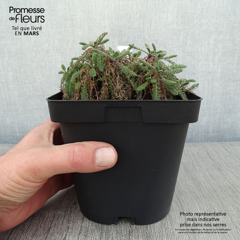 Achillée - Achillea crithmifolia en pot de 2/3L Ejemplar entregado en invierno